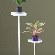 White Planter with Double Plate