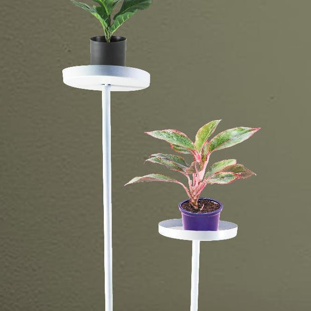 White Planter with Double Plate