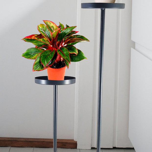 Luxurious Planter J-Shaped Iron Planter - Modern 2 Tier Home Décor - WoodenTwist