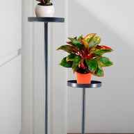 Luxurious Planter J-Shaped Iron Planter - Modern 2 Tier Home Décor - WoodenTwist
