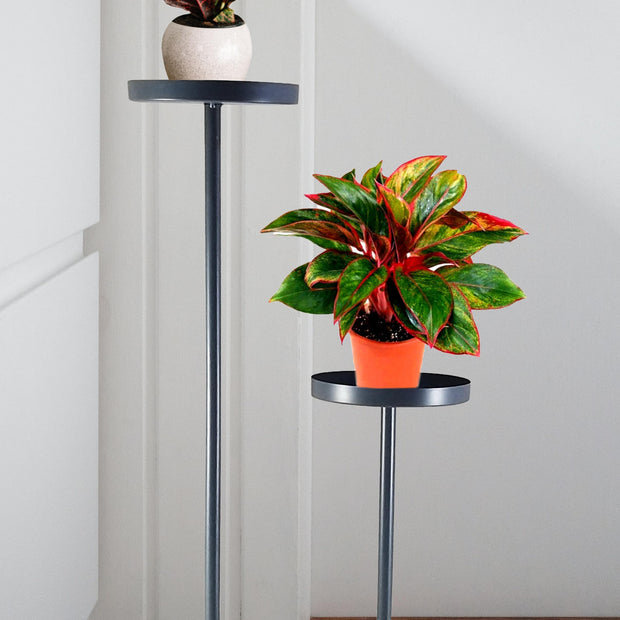 Luxurious Planter J-Shaped Iron Planter - Modern 2 Tier Home Décor - WoodenTwist