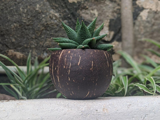 Coconut Shell Planter ( Small Plants & Succulents ) - WoodenTwist